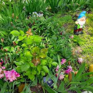 Didactica familiarizării copiilor cu natura  în IET nr.30 ,,CLOPOȚEL,,