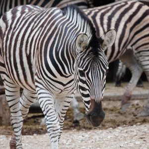 ÎM „Grădina Zoologică”, împlinește 45 de ani de la fondare
